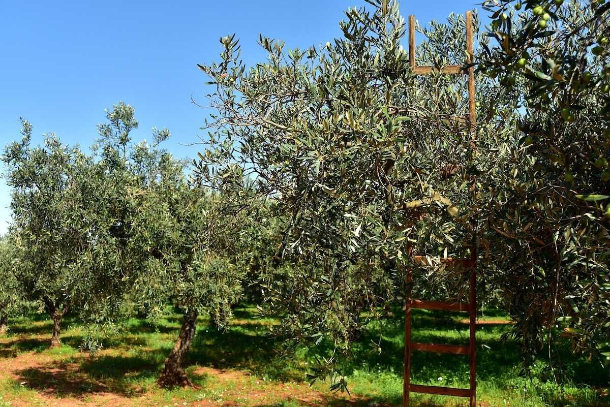 Borgo Sicelle